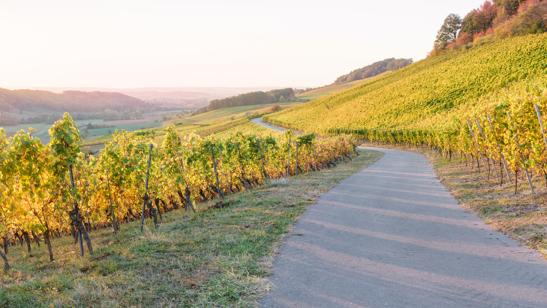 Vignes bordelaises- Notre Philosophie - La Compagnie des Grands Terroirs