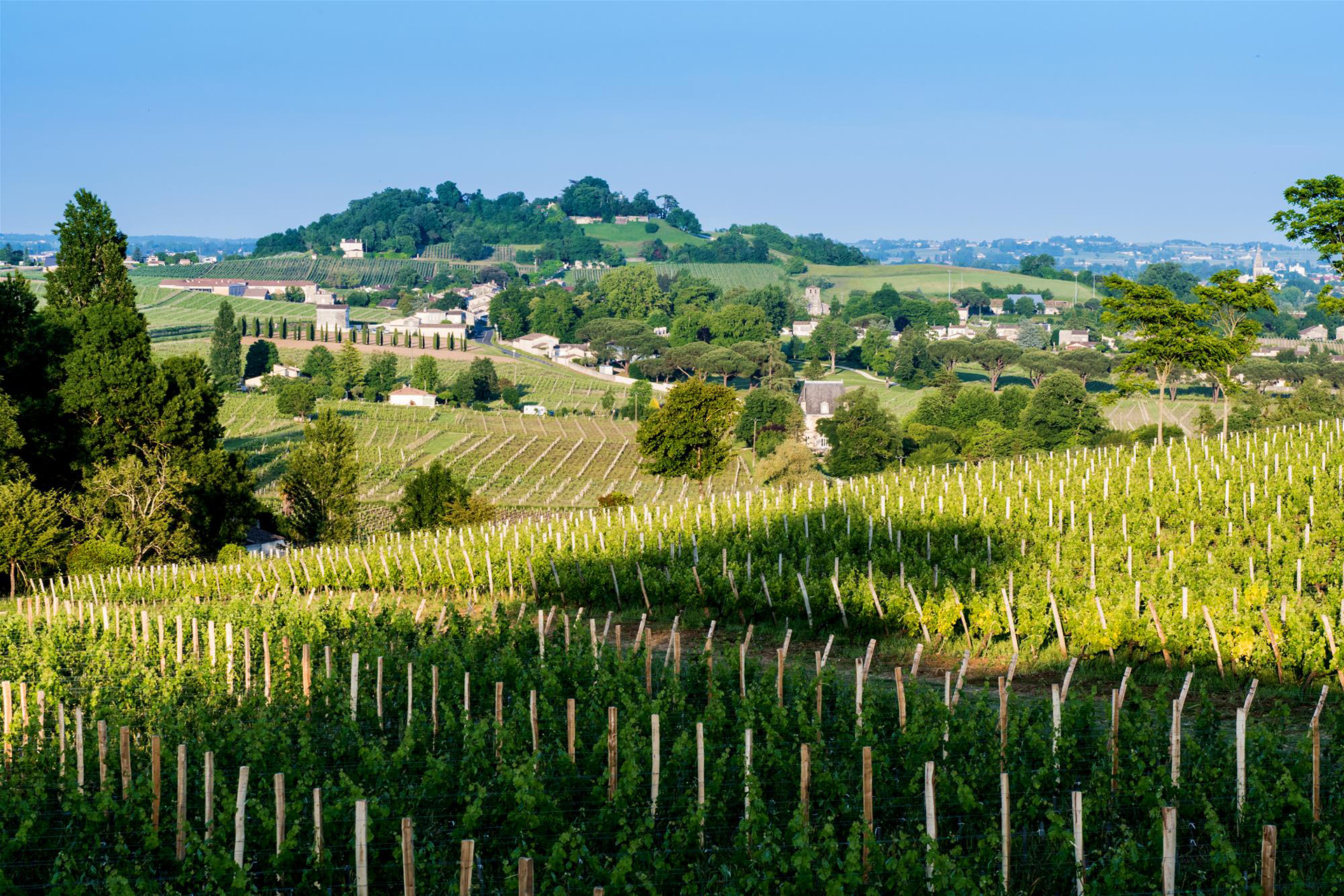 Vue sur les vignes