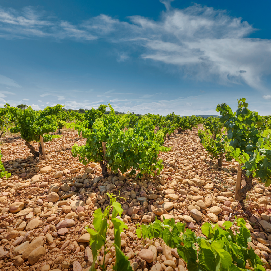 Le terroir du Château Gigognan