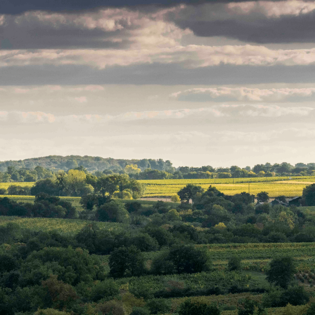 Vignoble de Suronde