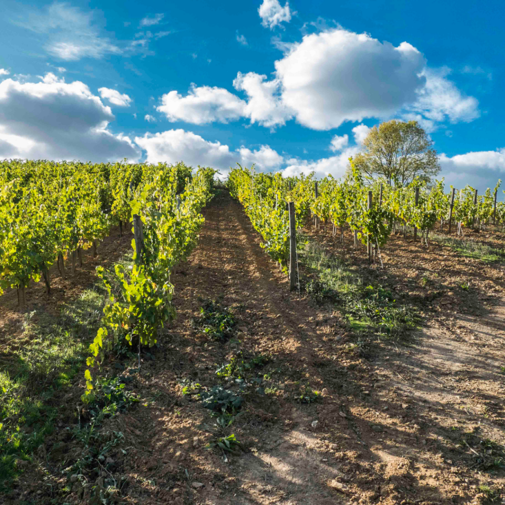 La biodynamie au Château de Suronde