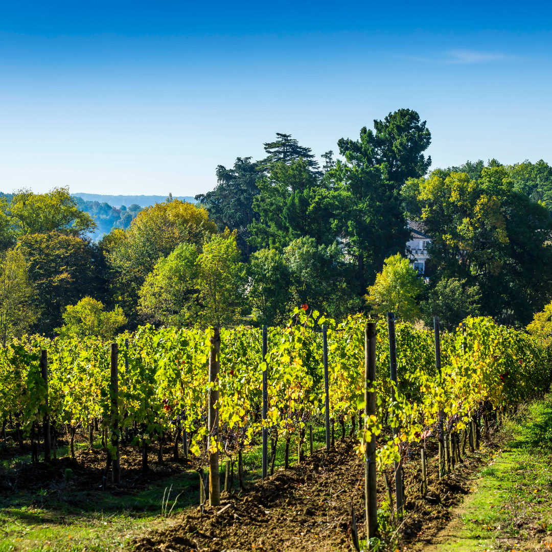 Le vignoble du Château Monestier La Tour