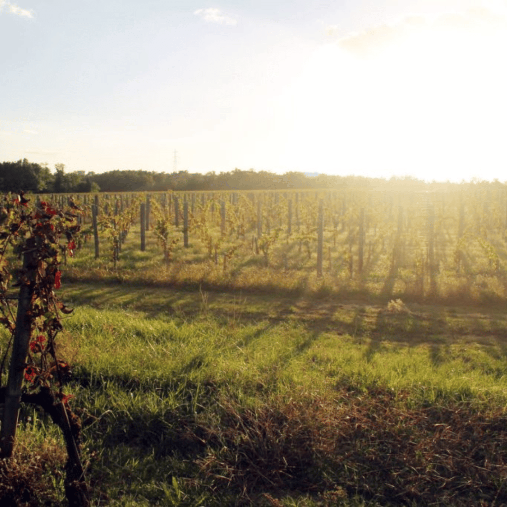 Le vignoble du Château Couhins